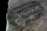 Two Austerops Trilobites With Partial Harpid - Jorf, Morocco #127737-3